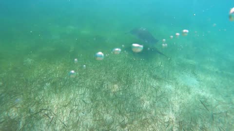 CoCo Cay Snorkeling Sting Ray