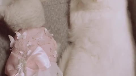 There is a bad cat