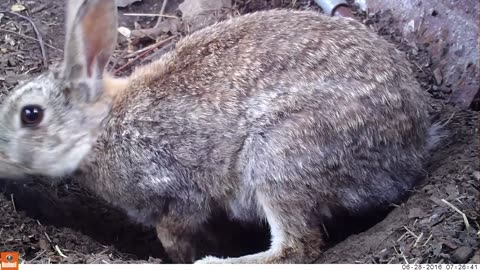 Young life - Baby rabbits and their mom