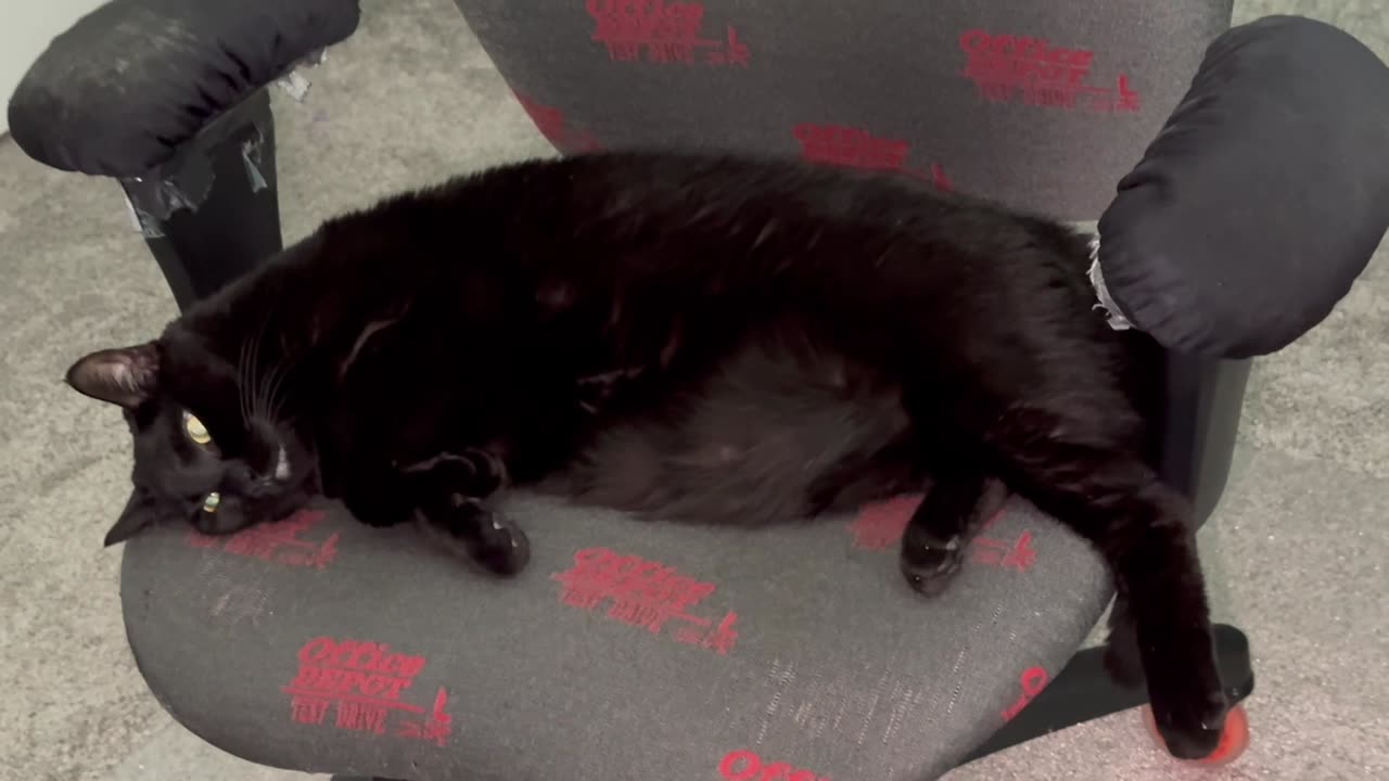 Adopting a Cat from a Shelter Vlog - Cute Precious Piper Daydreams in the Office