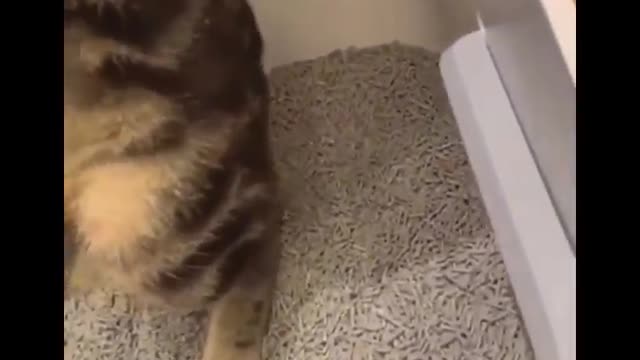 Funniest Cats 😹 - Don't try to hold back Laughter 😂 - Funny Cats Life