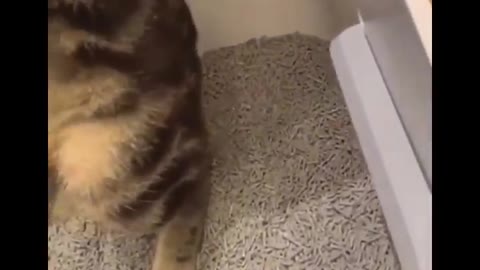 Funniest Cats 😹 - Don't try to hold back Laughter 😂 - Funny Cats Life