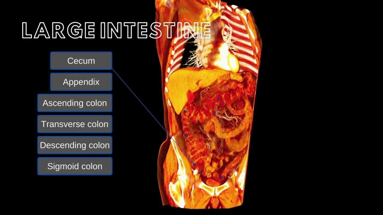 Large Intestine and Umbilical Hernias