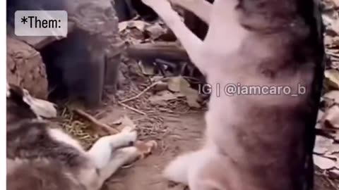 Dogs Helping With Barbecue