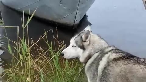 Husky Climbs Ladder To Board Boat