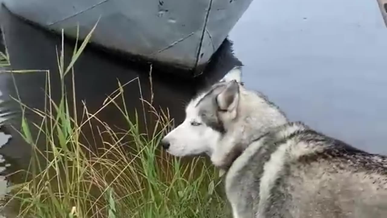 Husky Climbs Ladder To Board Boat