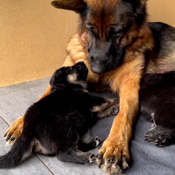 True mother's love. 💕💕💕