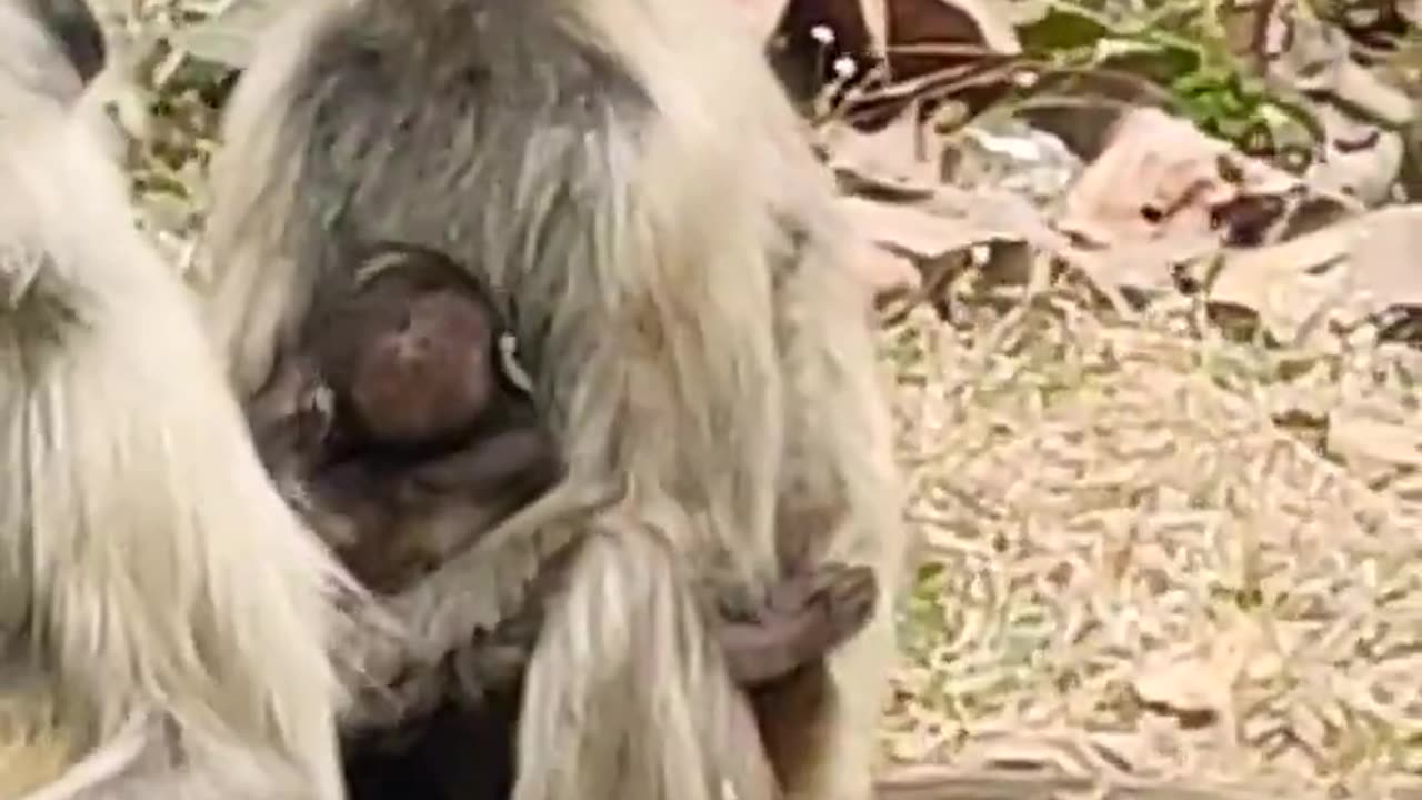 Cute monkey just born