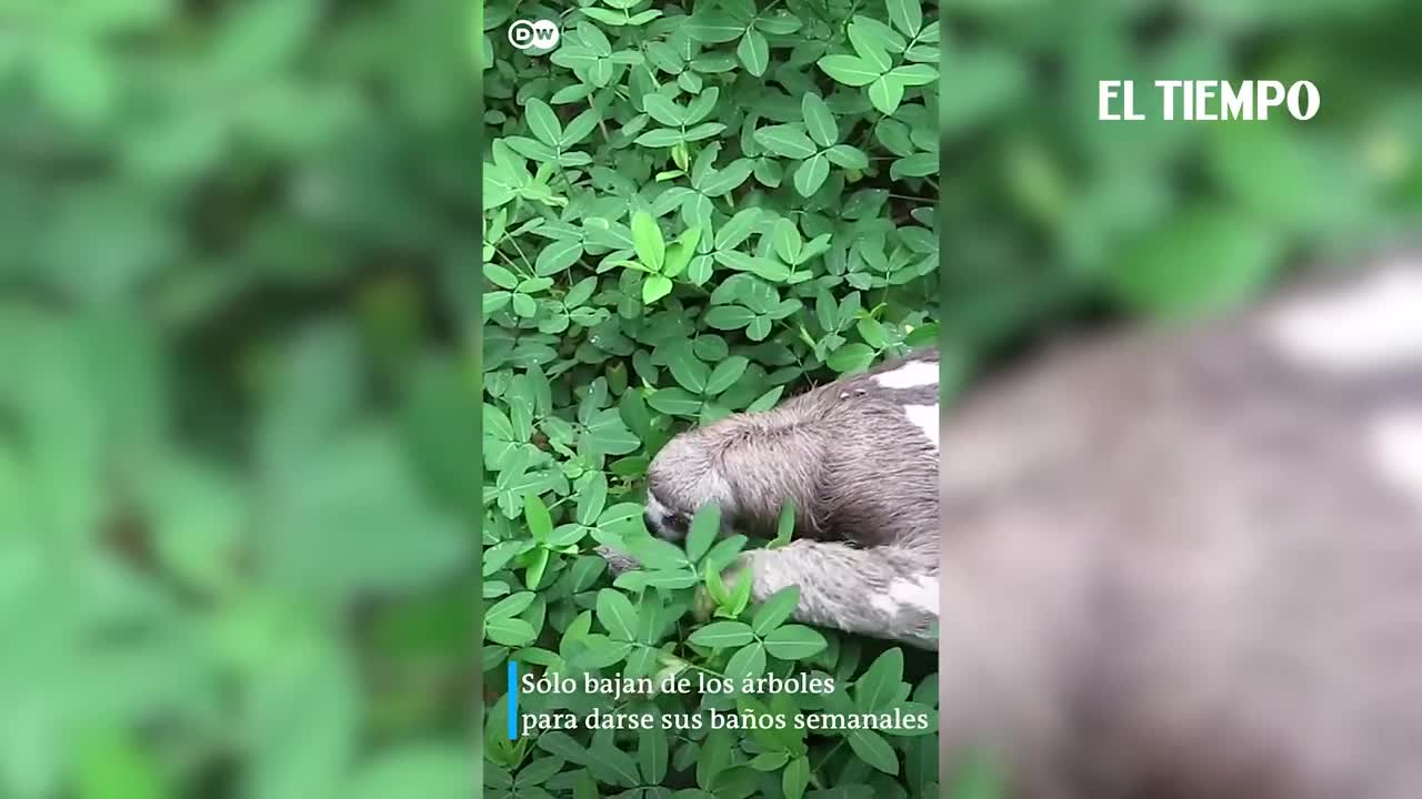 Perezosos y adorables, los mamíferos más lentos del planeta