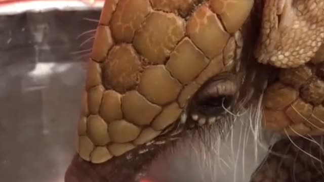 Wow, does anyone know what kind of animal this is?