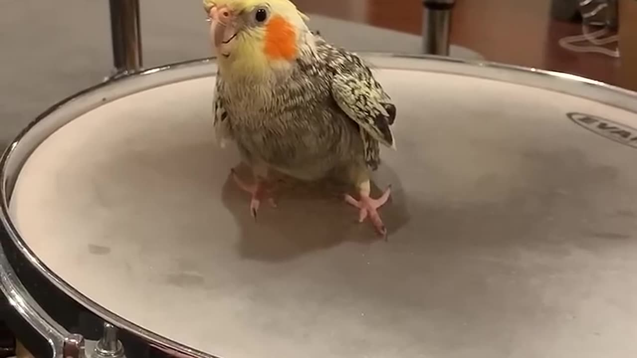 My Cockatiel’s First Drum Lesson