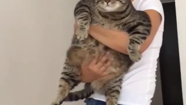Aihao cat