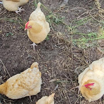 OMC! A moment with my orpington hen chickens 2! #chickens #hens #orpington #shorts #backyardchickens