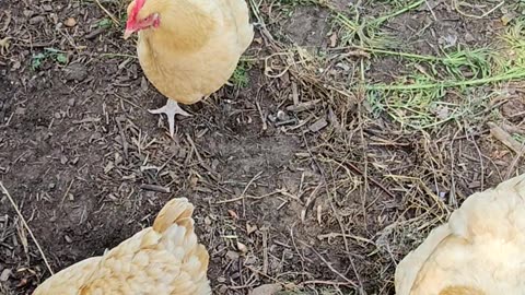 OMC! A moment with my orpington hen chickens 2! #chickens #hens #orpington #shorts #backyardchickens