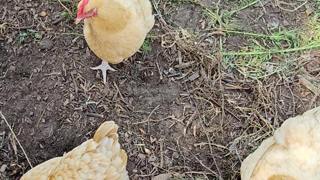 OMC! A moment with my orpington hen chickens 2! #chickens #hens #orpington #shorts #backyardchickens