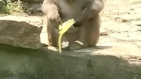 funny animal videos