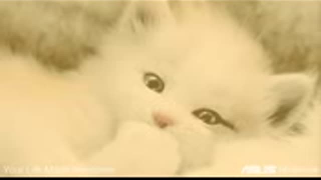 1minute compilation of cute & funni cats