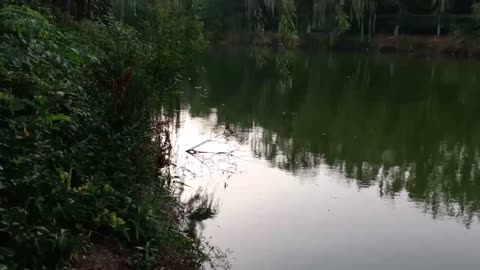 reflection in the lake