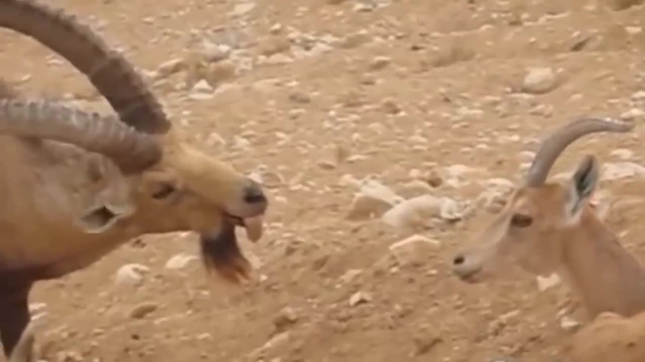 ¡¡¡ Estas CABRAS de montaña Desafían a la MUERTE !!!8