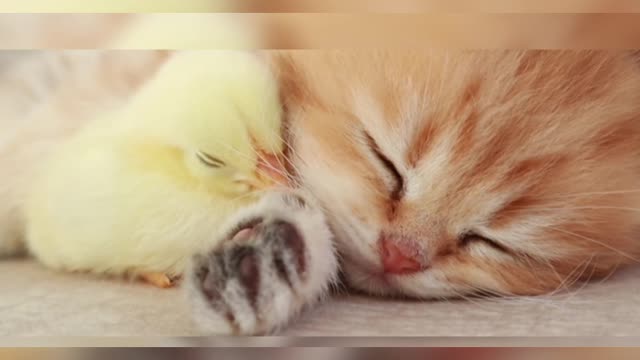 Affection Between a Kitten and a little Chicken😺🐤