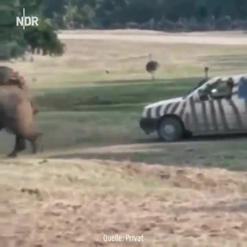 A Libtard Meets a Rhino!