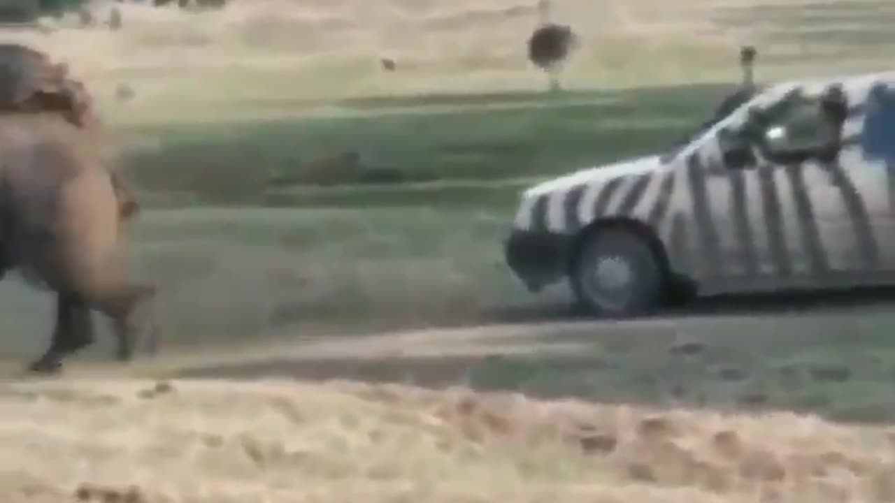 A Libtard Meets a Rhino!