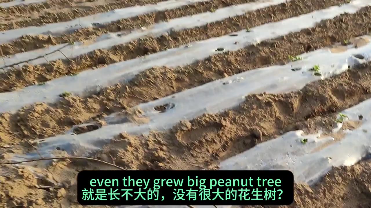 都市长大的老外，第一次见到花生苗，惊讶的说难道不是长在树上？