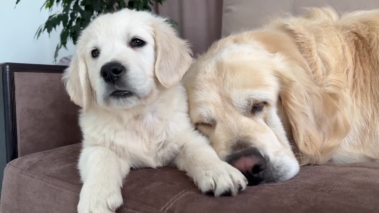 How a Puppy and a Golden Retriever Fight Against Sleep