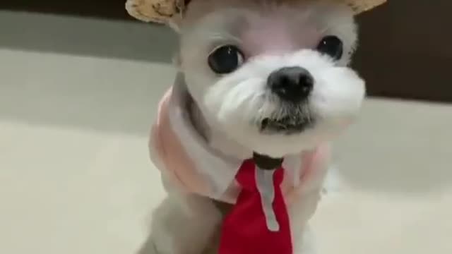 Cute Dog