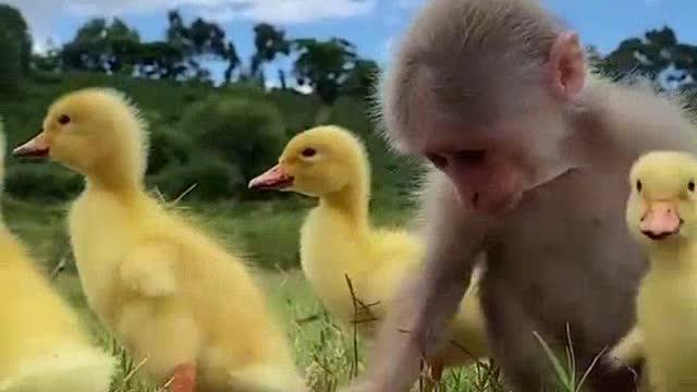 Baby Mickey and his friend Ducklings
