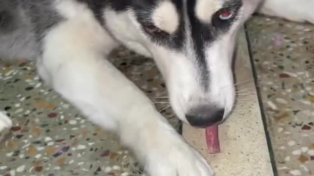 Huskies -The coolest dog