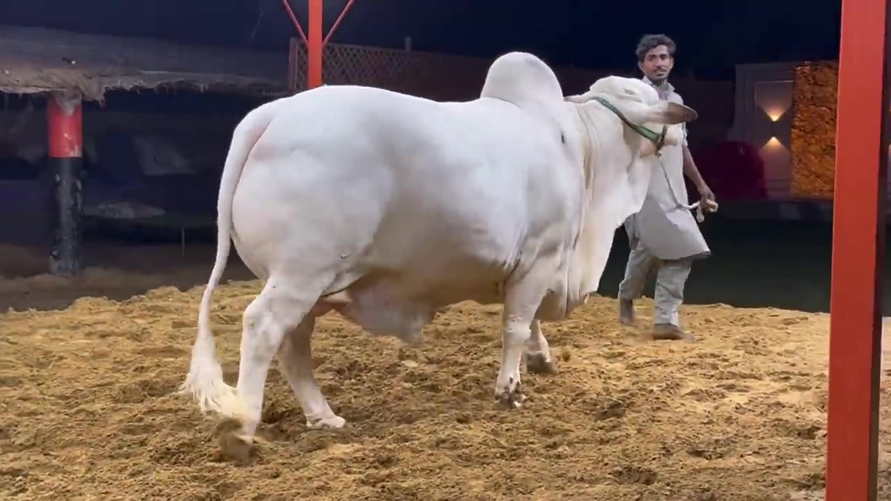 VISIT heavy & beauty full bull unloading for sale season 2024 pakistan