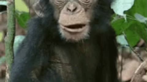 Cute Monkey Gif! 🙈