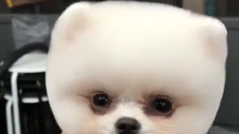 cute puppy