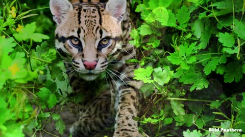 Wild Cats Of North America