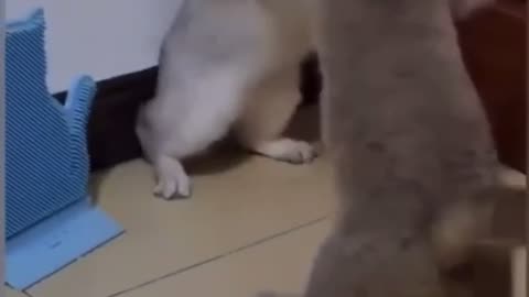 Funny cats fight 😂😂