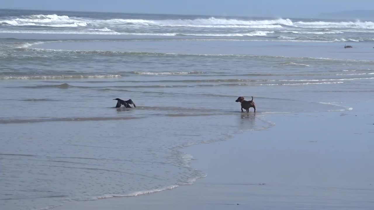 Dachshund and Cormorant Bird Have a Standoff