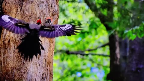 Nature's Headbangers Shocking Nature Footage