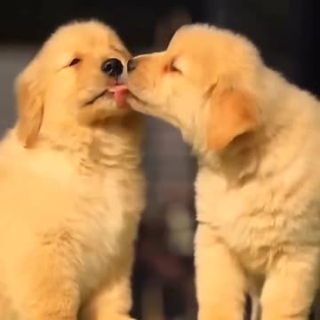 Two dogs kiss each other warmly. romantic. dogs love.