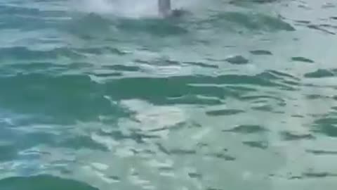 Dolphin launches fish for Seabird to catch it in mid-air