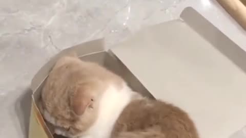 Ini cocok untuk kado temen nih, tinggal bungkus🤣