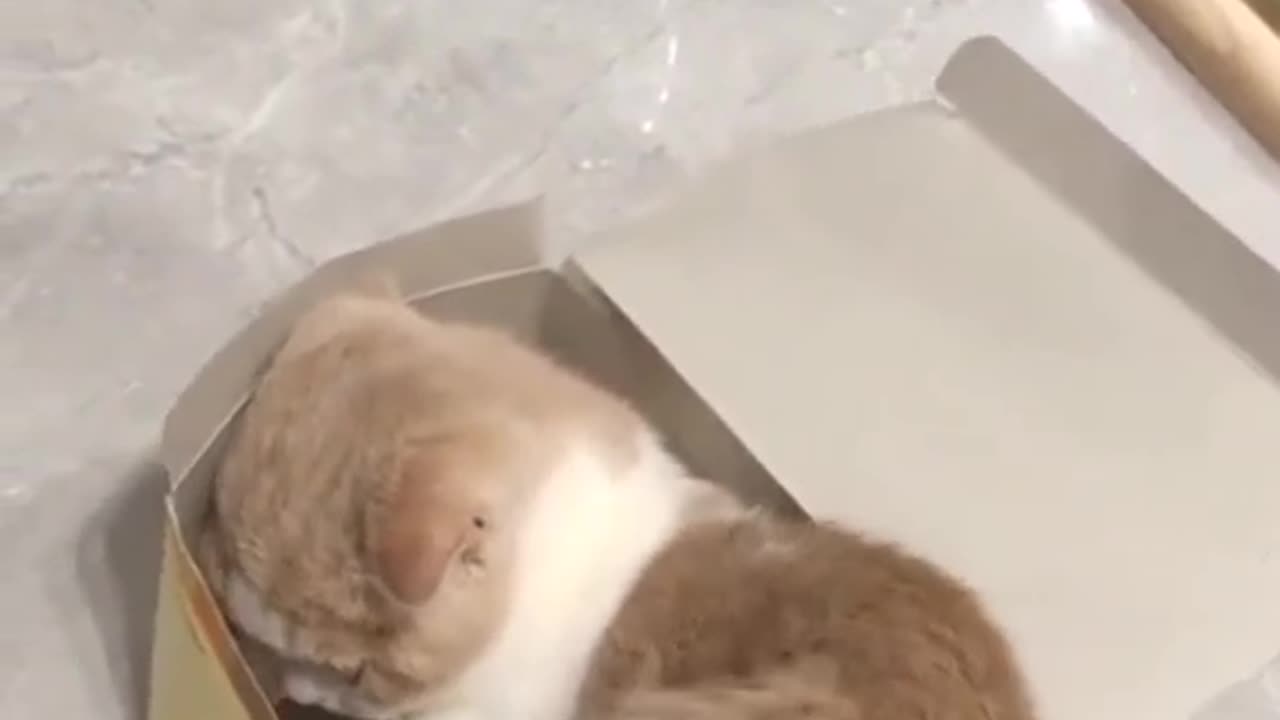 Ini cocok untuk kado temen nih, tinggal bungkus🤣