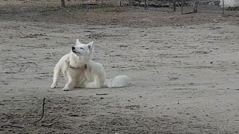 Funny dog with home