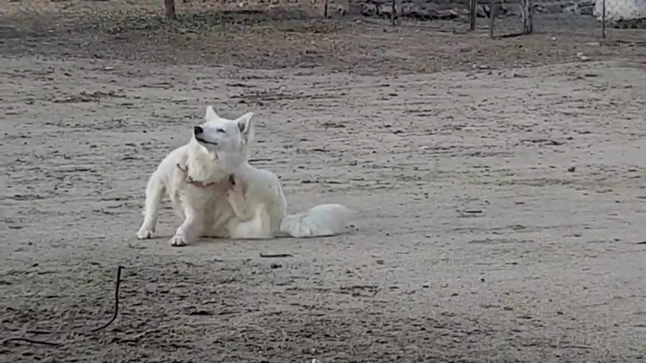 Funny dog with home