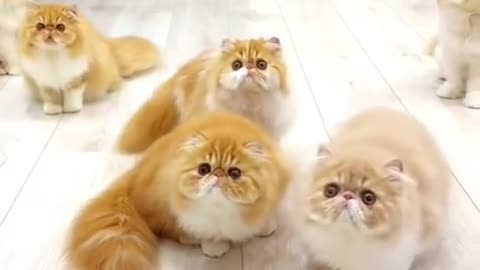 meow animals #meow #animals #cats #dogs #funnyvideo #fightcoronavirus #viral #reel #viralreelsfbpage #foryoupageシvir #trendingreelsvideo #foryou