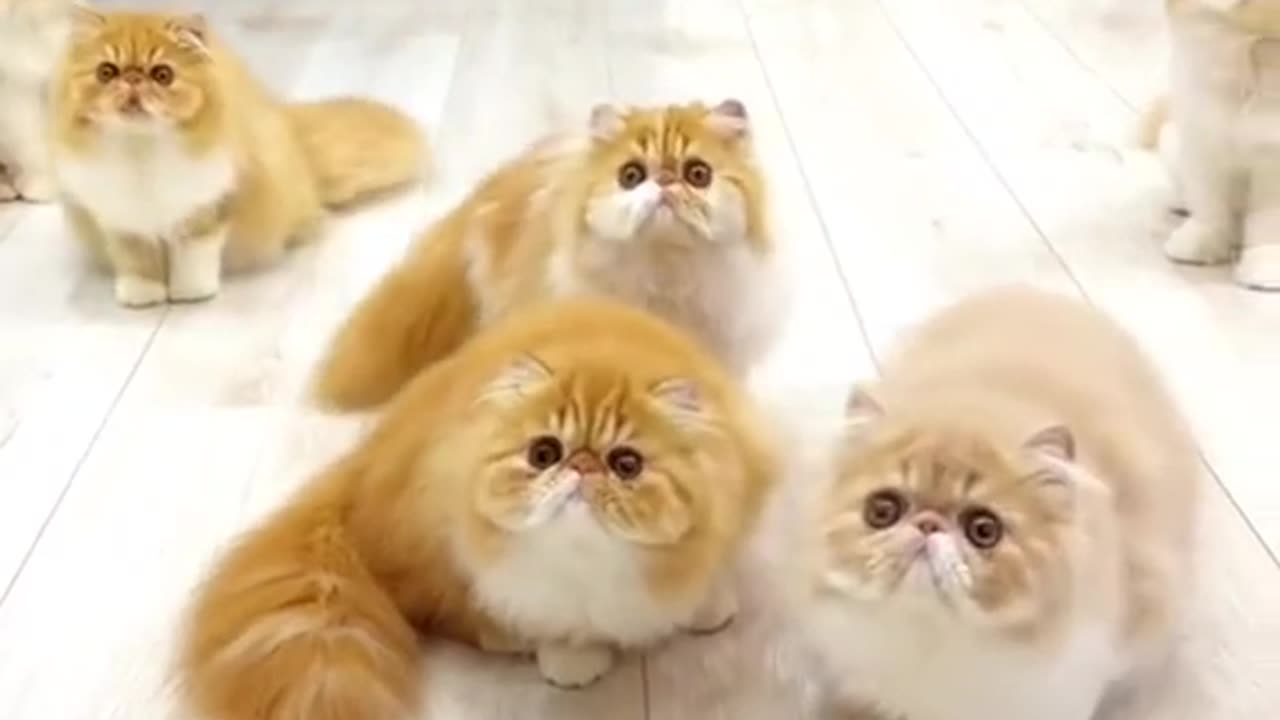 meow animals #meow #animals #cats #dogs #funnyvideo #fightcoronavirus #viral #reel #viralreelsfbpage #foryoupageシvir #trendingreelsvideo #foryou