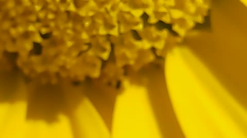 Beautiful flower Zoom test