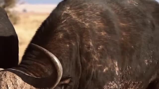 WORLDS FIRST BUFFALO KILL WITH AIRGUN!!