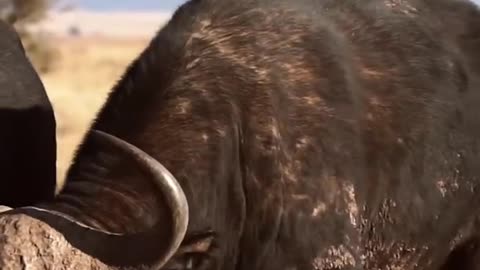 WORLDS FIRST BUFFALO KILL WITH AIRGUN!!