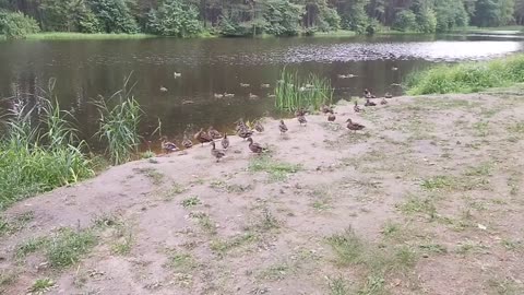 Wild ducks in slow motion